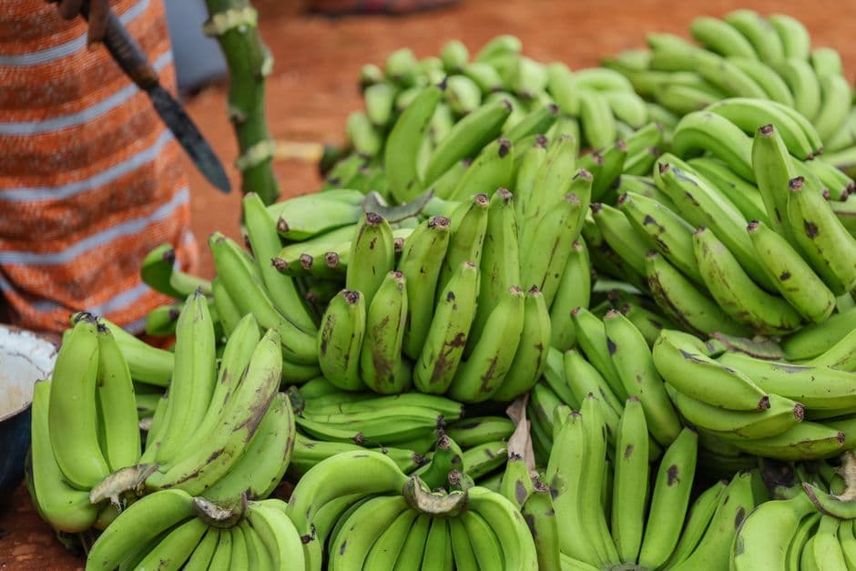 Bunches of green bananas piled up for sale at a produce market, Nigeria.