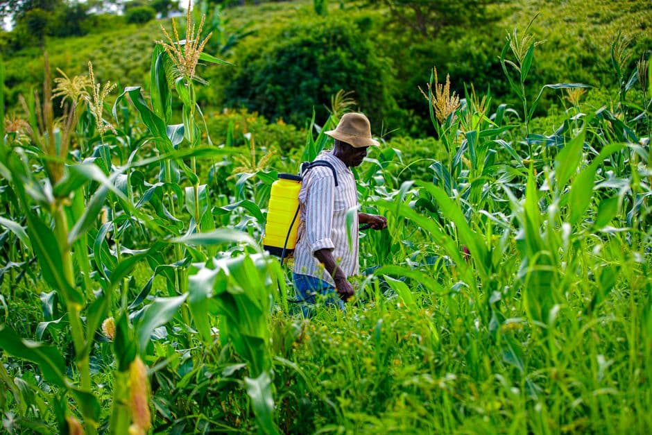 A farmer carrying a knapsack sprayer walks through a tasselling maize field.