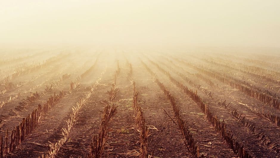 Rows of cut maize stubble left standing on a harvested field in morning mist.