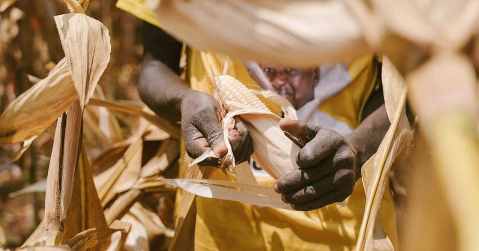A farmer's hands peel back the husk to check the kernels on a maize cob, Uganda.