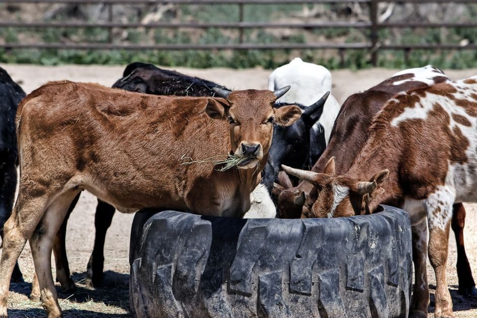 Young cattle eating hay from a feeder made from an old tractor tyre in a dusty pen.
