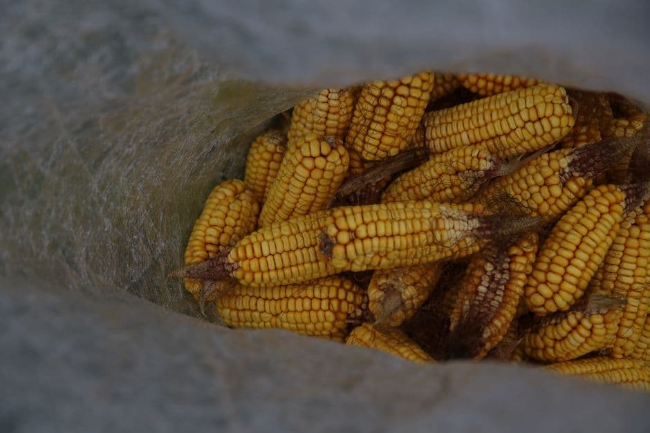 Dried maize cobs packed into an open woven sack.