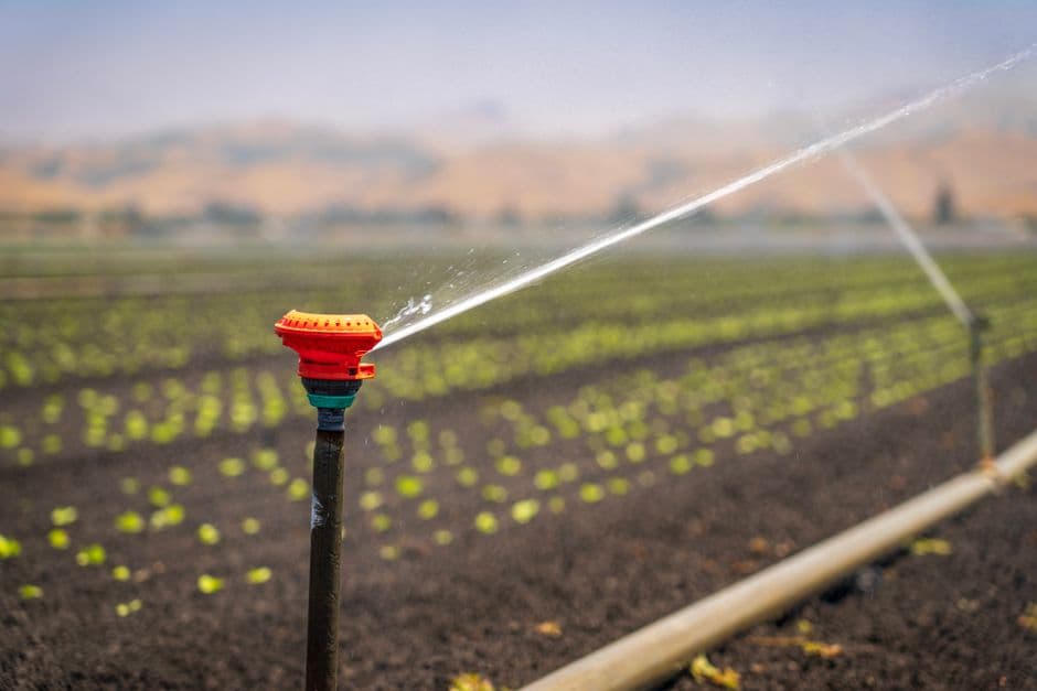 A sprinkler spraying water over rows of young vegetable seedlings.