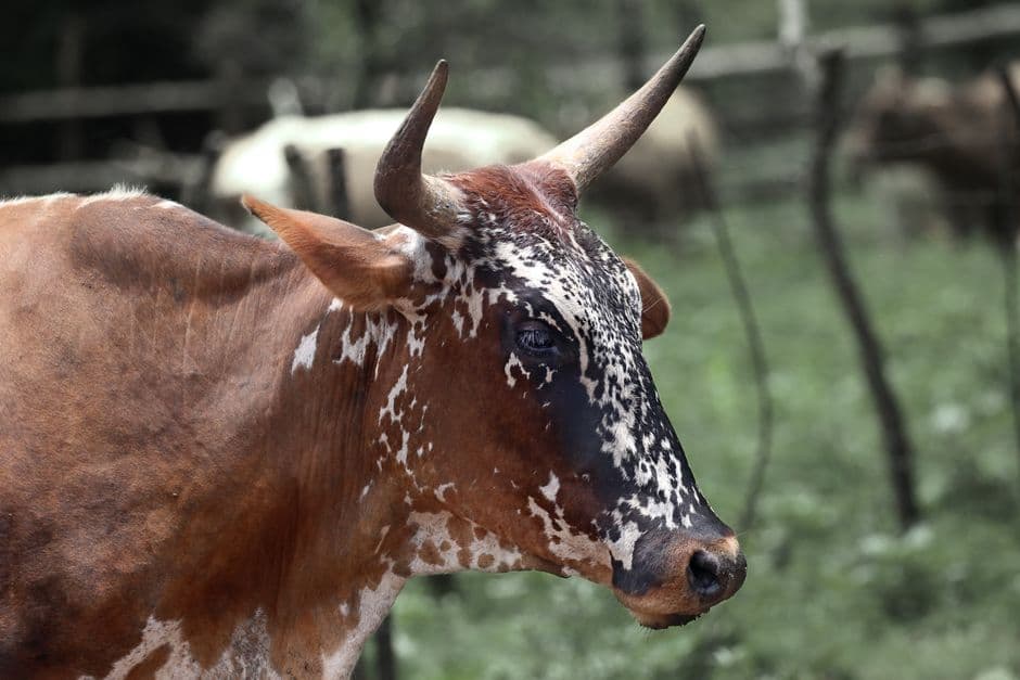 Close-up of the head, ear and neck of a speckled Nguni cow, where ticks often attach.