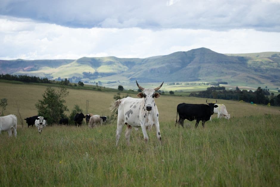 Nguni and other cattle grazing tall grassland below rolling hills, KwaZulu-Natal, South Africa.