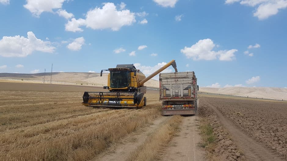 A combine harvester unloading grain into a truck beside a wheat field being harvested.